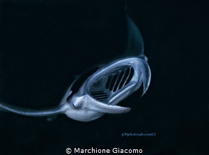 Devil in the night
Nikon D800E, 17-35mm
Seacam housing,... by Marchione Giacomo 